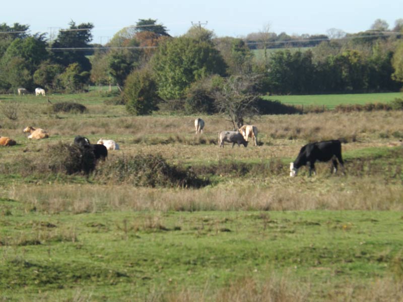 Allmende von Duleek (Duleek Commons)